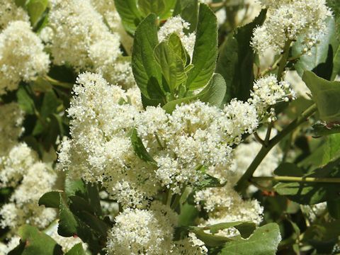 Ceanothus integerrimus