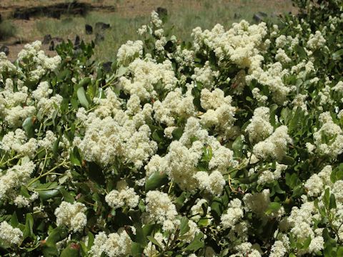 Ceanothus integerrimus