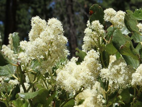 Ceanothus integerrimus