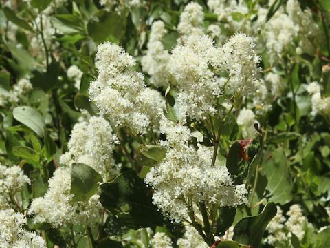 Ceanothus integerrimus