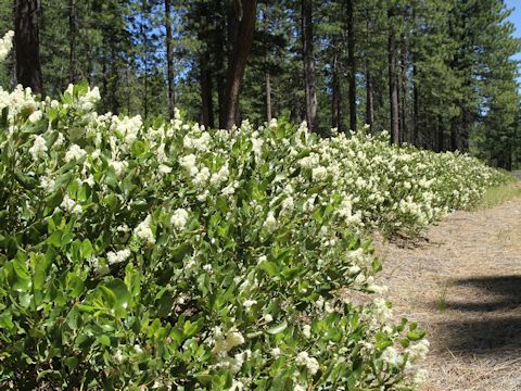 Ceanothus integerrimus