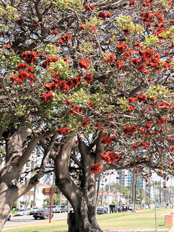 Erythrina variegata