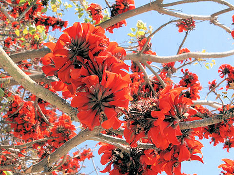 Erythrina variegata