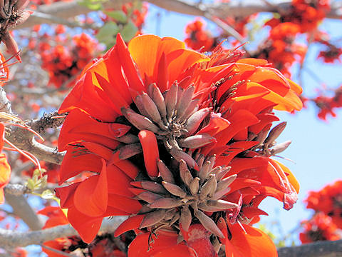 Erythrina variegata