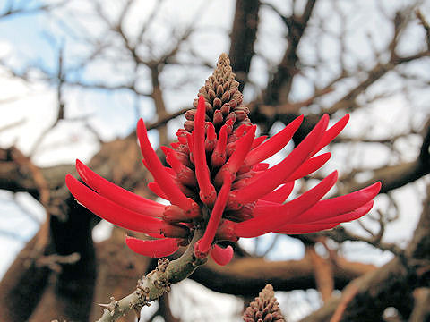 Erythrina variegata