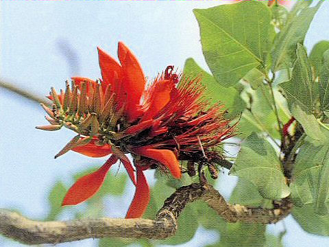 Erythrina variegata