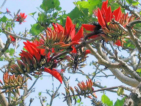 Erythrina variegata