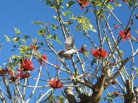 Erythrina variegata