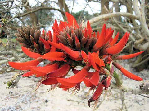 Erythrina variegata