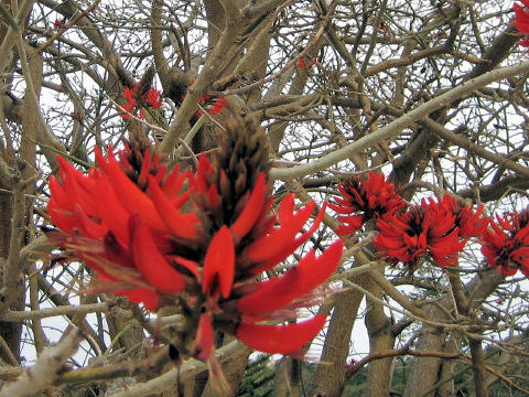 Erythrina variegata