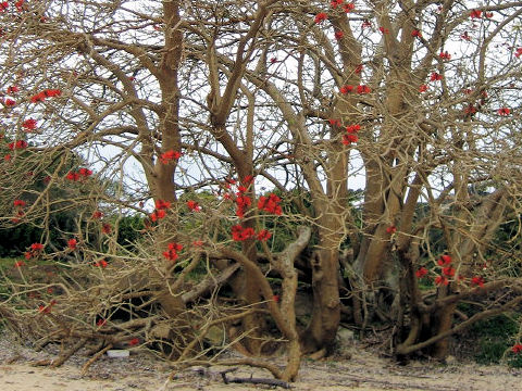 Erythrina variegata