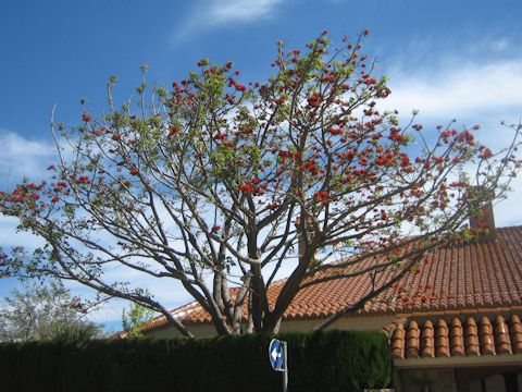 Erythrina variegata