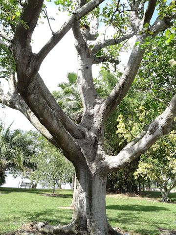 Erythrina variegata