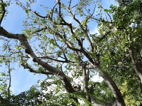 Erythrina variegata