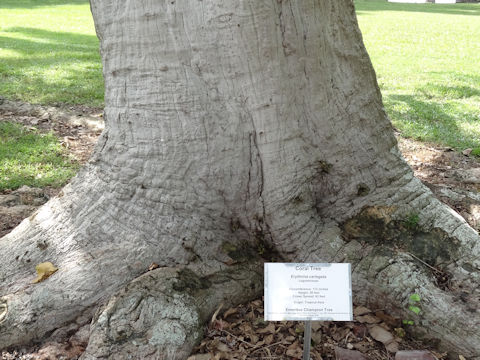 Erythrina variegata