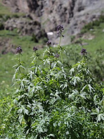 Delphinium barbeyi