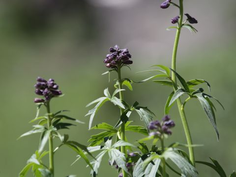 Delphinium barbeyi