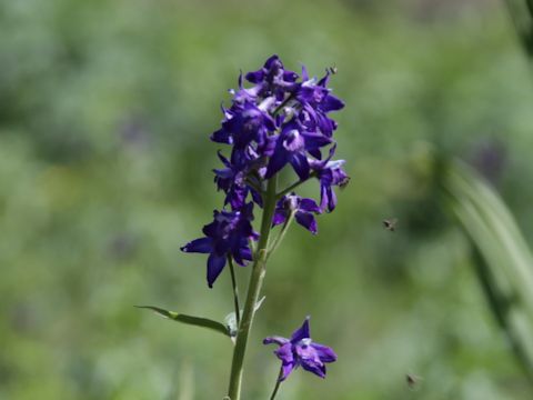 Delphinium barbeyi