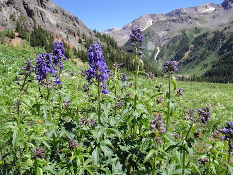 Delphinium barbeyi