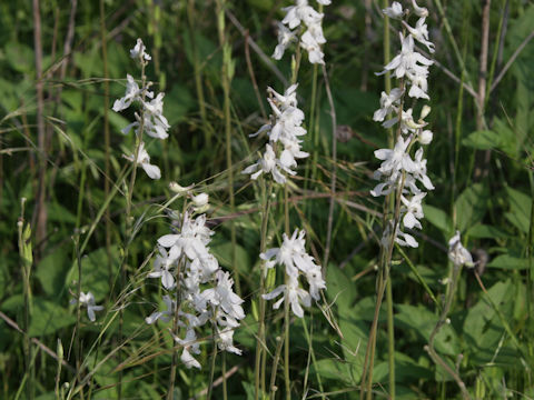 Delphinium carolinianum