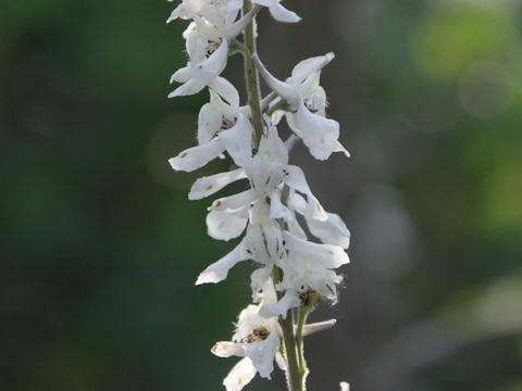 Delphinium carolinianum