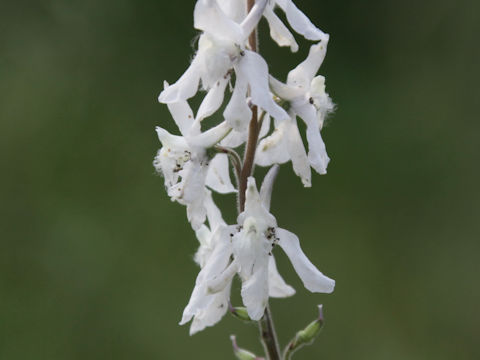 Delphinium carolinianum