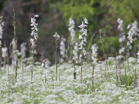 Delphinium carolinianum