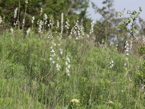 Delphinium carolinianum