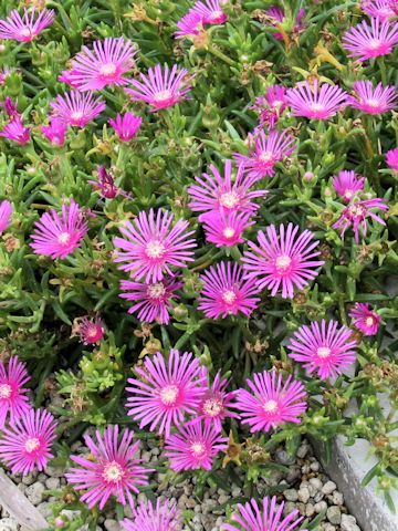 Delosperma cooperi