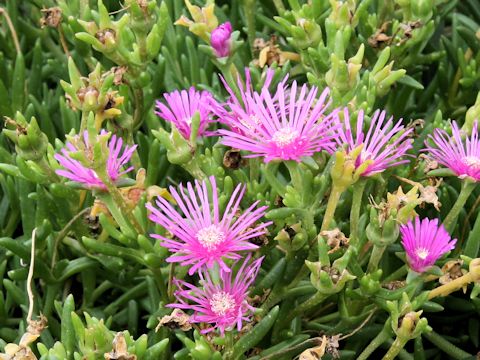 Delosperma cooperi