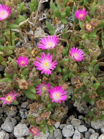 Delosperma floribundum