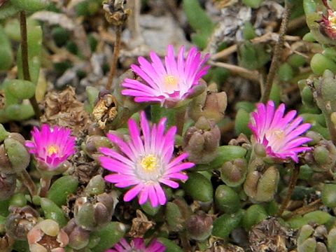 Delosperma floribundum