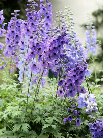 Delphinium elatum