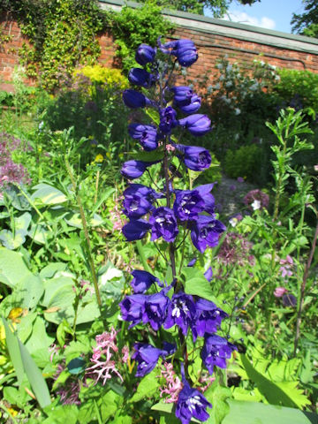 Delphinium elatum