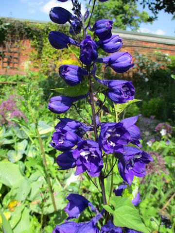 Delphinium elatum