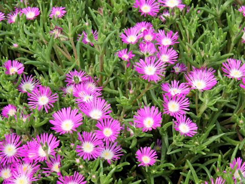 Delosperma floribunda