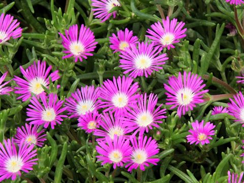 Delosperma floribunda