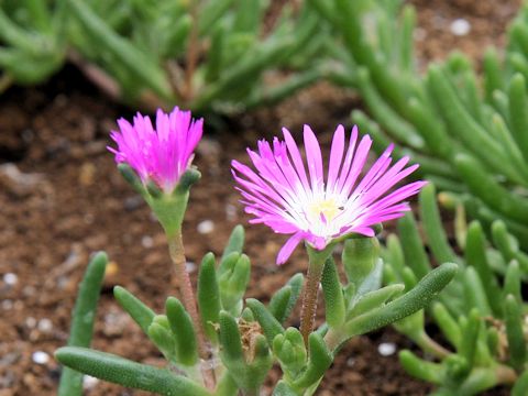 Delosperma floribunda