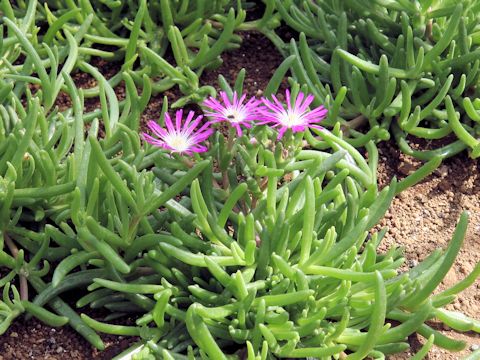 Delosperma floribunda