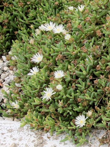 Delosperma karroicum