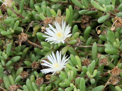 Delosperma karroicum