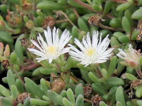 Delosperma karroicum