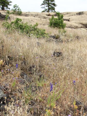 Delphinium nuttallii