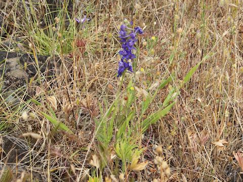 Delphinium nuttallii