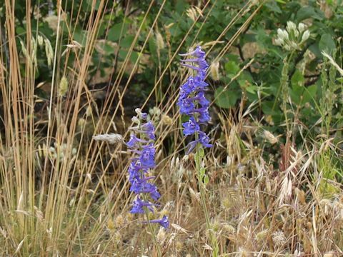 Delphinium nuttallii