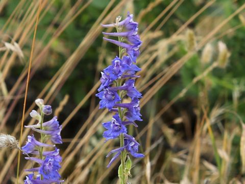 Delphinium nuttallii