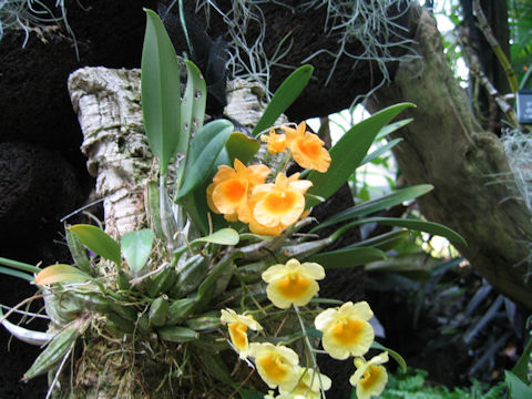 Dendrobium aggregatum