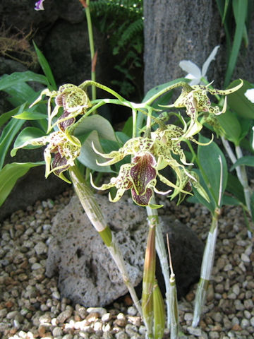 Dendrobium alexandrae