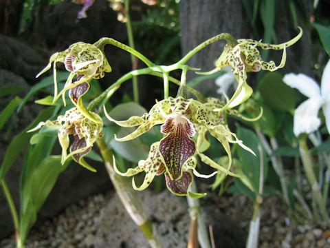 Dendrobium alexandrae