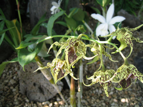 Dendrobium alexandrae